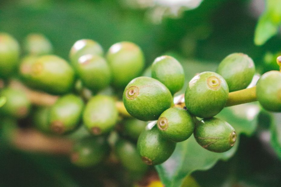 Foto af Vinícius Cezário: https://www.pexels.com/photo/close-up-of-green-fruits-on-plant-11319851/